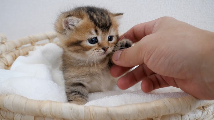 gatino numero 1