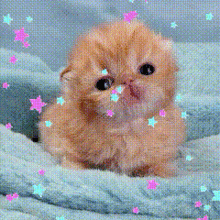 Gif di un baby gatito con delle stellina colorate che scendono da cielo